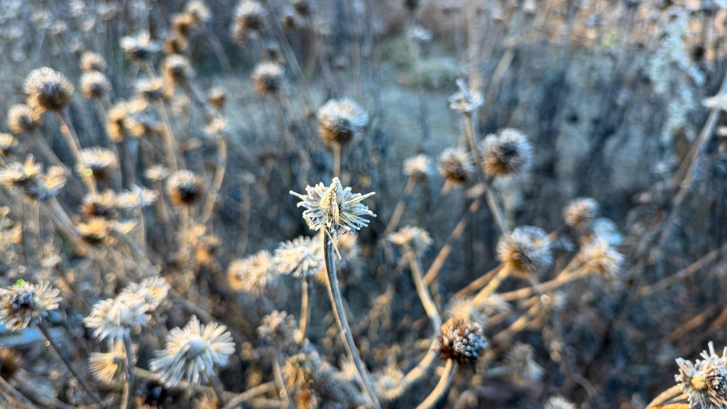 Breezy winds bring cool air to Minnesota, with first frost possible in the metro Friday night — WCCO / CBS Minnesota, Burnsville Sports news