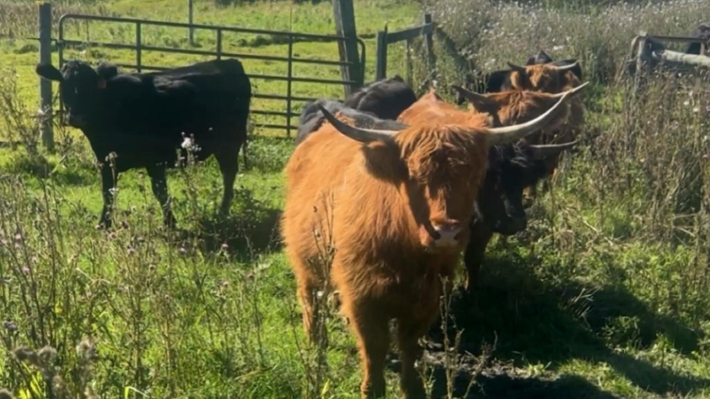 Minnesota farmer calls for thief to return nearly a dozen cows: "You're going to go to jail" — WCCO / CBS Minnesota, Burnsville Community news