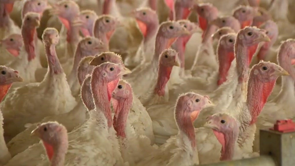 Bird flu confirmed in Barron County, Wisconsin, commercial poultry flock — WCCO / CBS Minnesota, Burnsville Real Estate news
