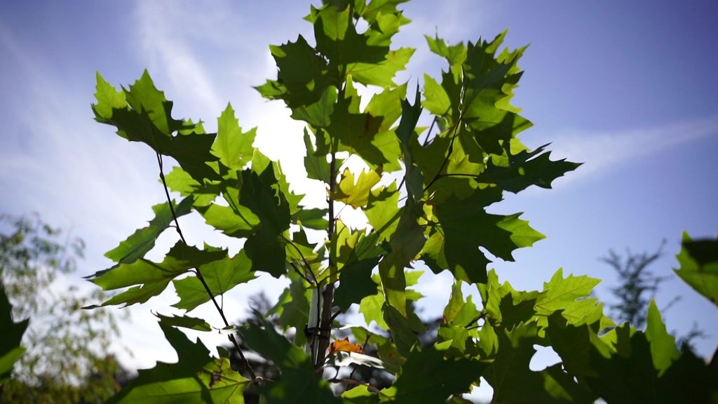 St. Paul city employees help plant trees at church in Rondo neighborhood — WCCO / CBS Minnesota, Burnsville Real Estate news