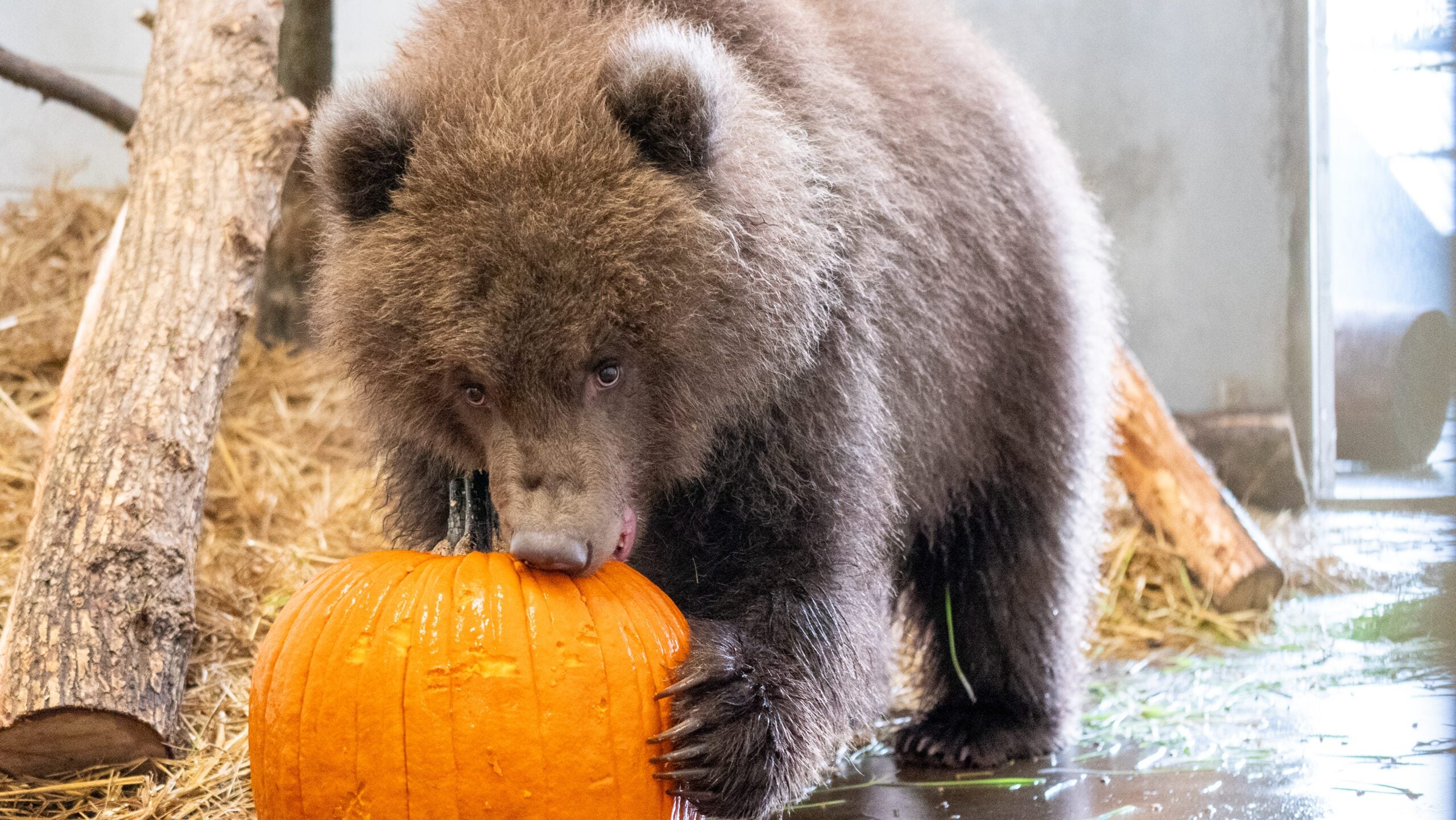 Minnesota Zoo welcomes 3 orphaned brown bear cubs rescued from Alaska — Burnsville Health news