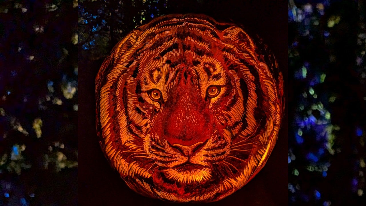 Behind the scenes of pumpkin carving at the Minnesota Zoo — KSTP 5, Burnsville Arts news
