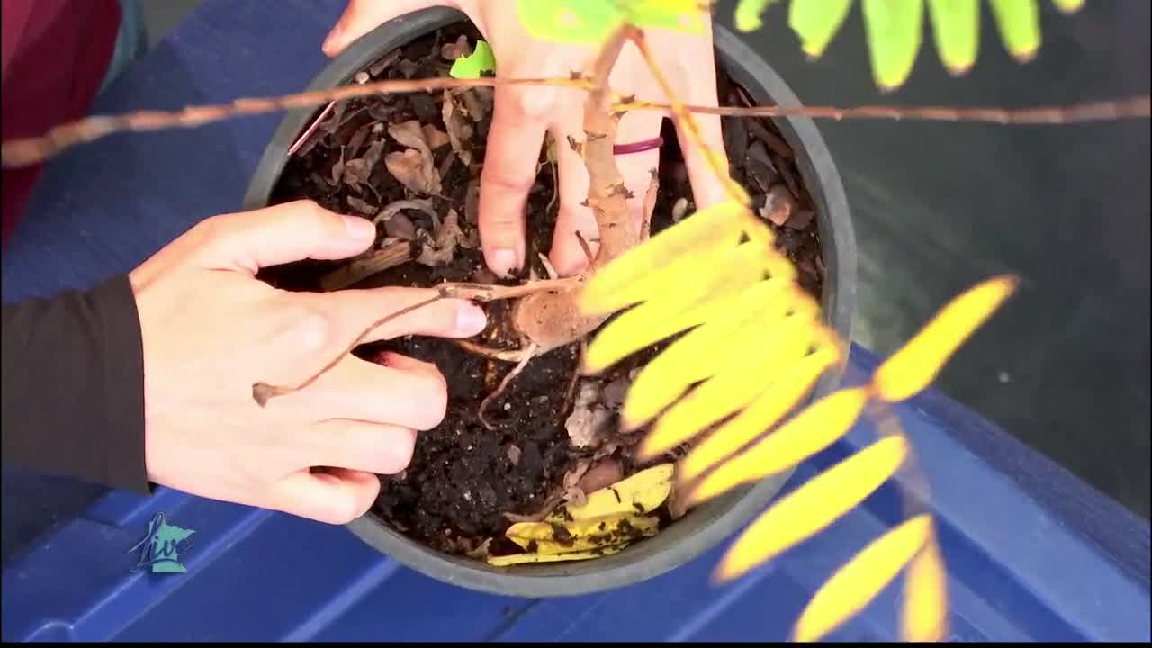 Tips for Planting Trees — KSTP 5, Burnsville Community news