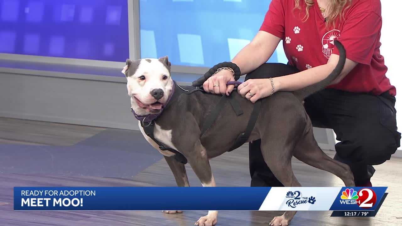 Moo at Southeast Volusia Humane Society is looking for a home — WESH 2 Orlando, Burnsville Community news