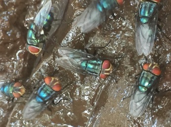 Odor complaints target Mexico’s screwworm fly facility — KFGO, Burnsville Schools news