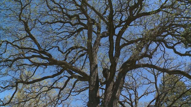 How to keep your oak trees healthy — KARE 11 Local