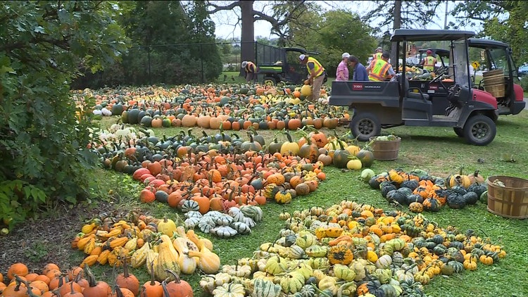 Pumpkin 101: Best to cook, carve & display — KARE 11 Local, Burnsville Community news