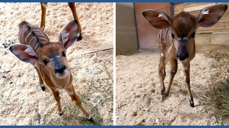 2 nyala born at Como Zoo — KARE 11 Local, Burnsville Community news