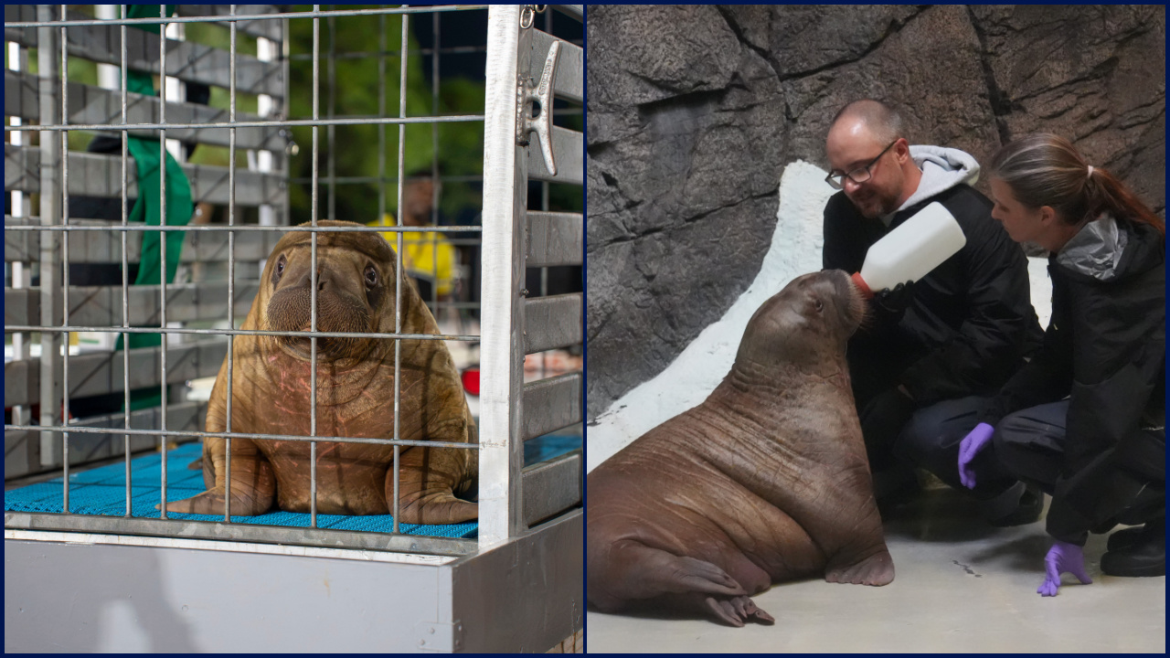 Orphaned baby walrus in Alaska flown 4,800 miles to new home in Florida — FOX 9, Burnsville Community news
