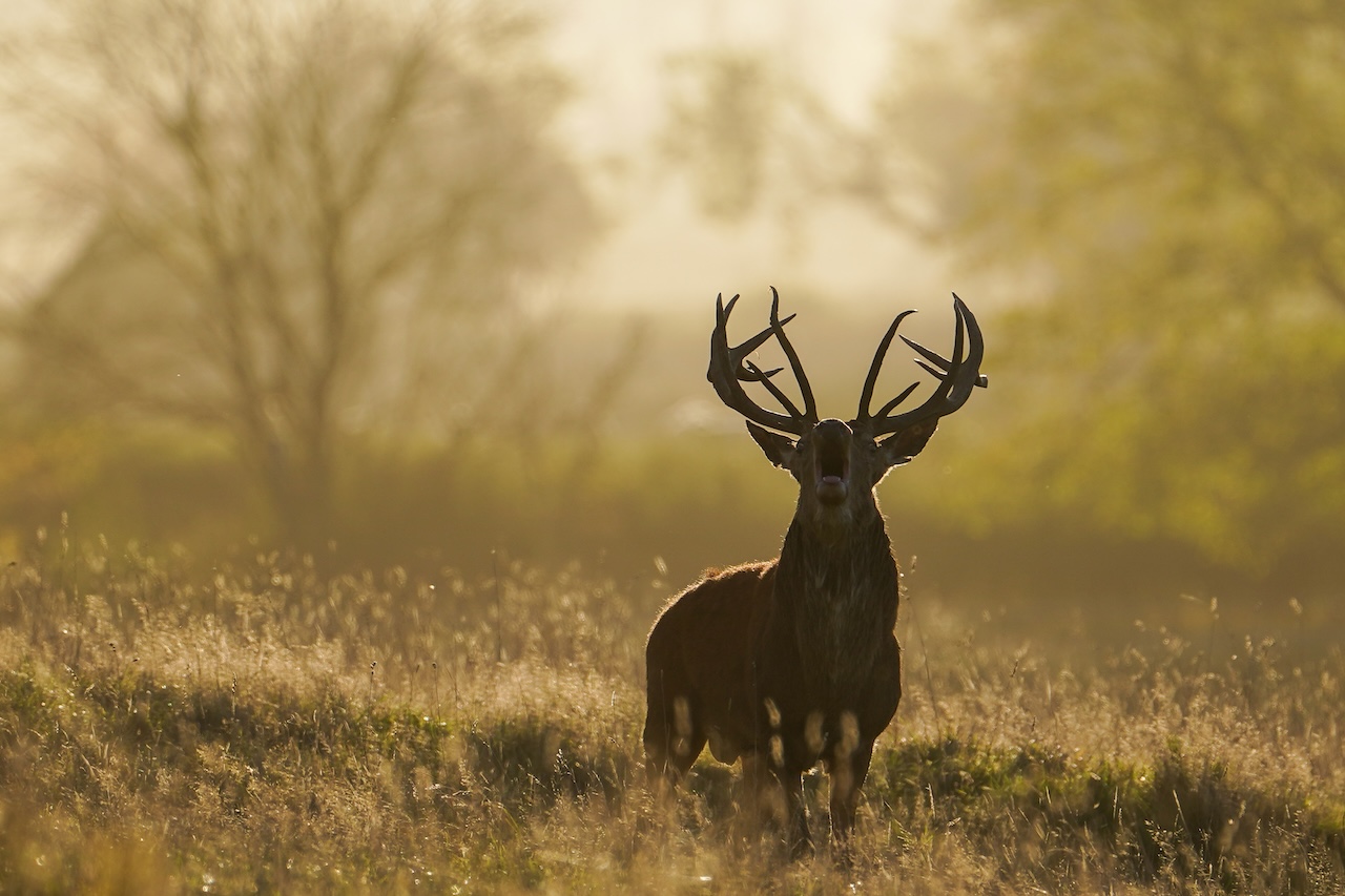 Deer-related crashes spike in the fall. Here's why. — FOX 9, Burnsville Sports news