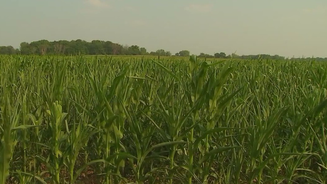 Minneapolis woman charged with swindling Minnesota farm grant — FOX 9, Burnsville Community news