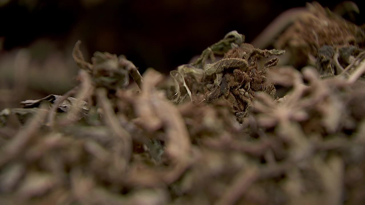 Hemp THC deadline hits $200 million industry, leads to layoffs, but liquor stores may maintain — FOX 9, Burnsville Business news