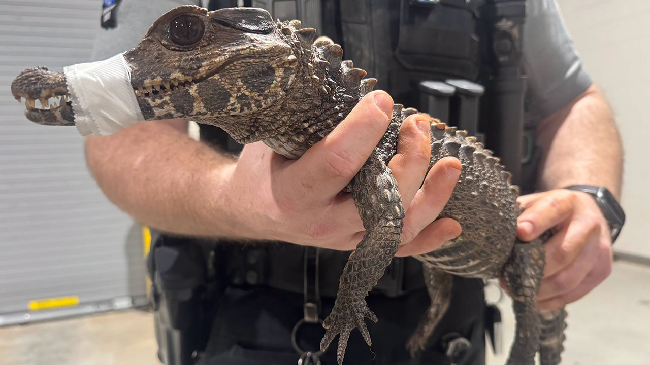 Watch: Deputies in Oklahoma capture escaped caiman after months on the loose — FOX 9, Burnsville Community news